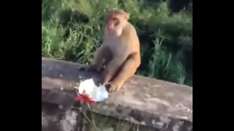 Nećete vjerovati &scaron;to su napravili majmunu, iz puke zabave