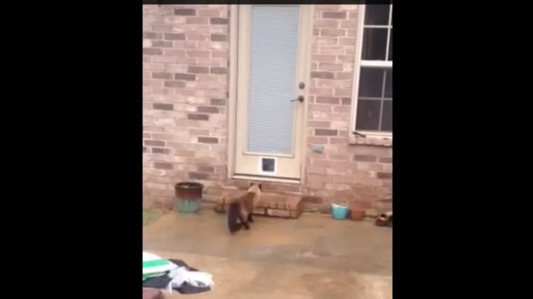 Gazda radio vrata samo za njega, a evo kako mu mačak zahvaljuje