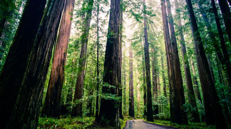 Znate li koliko je zapravo visoko najvi&scaron;e drvo na svijetu?