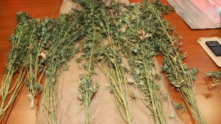 Policija u podrumu unajmljene kuće u Vukovaru otkrila laboratorij za uzgoj marihuane
