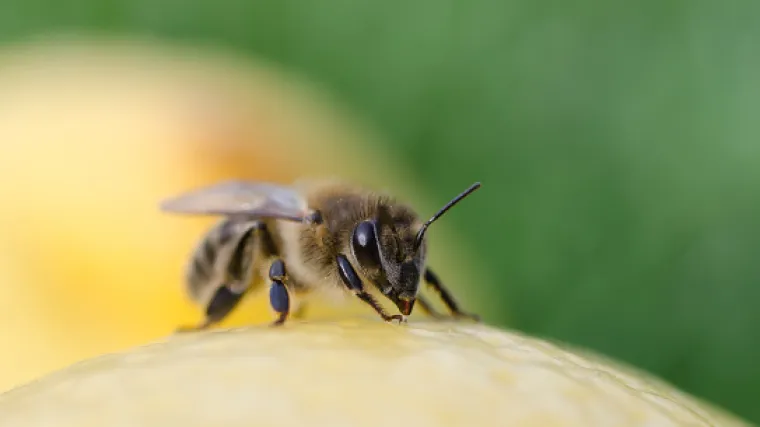 Istraživanje pokazalo: otrov brazilske ose ubija tumorske stanice