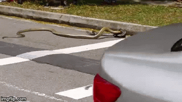 Obračun pitona i kraljevske kobre. Samo za najhrabrije