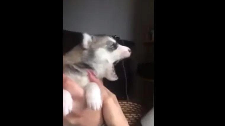 Ostavite sve, ovaj će vam malac uljepšati dan!