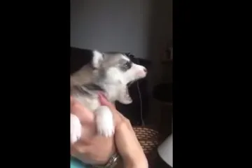 Ostavite sve, ovaj će vam malac uljepšati dan!