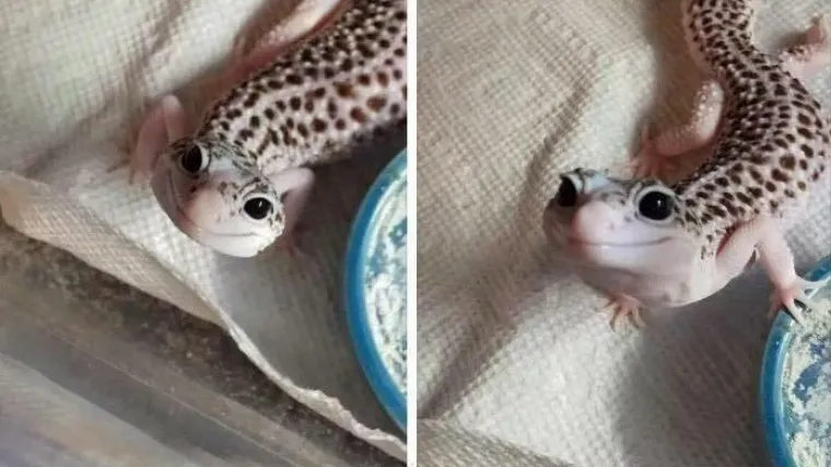 Biolozi se na Twitteru natječu tko će pokazati najslađu životinju