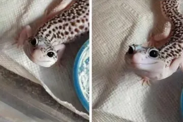 Biolozi se na Twitteru natječu tko će pokazati najslađu životinju