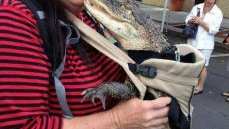 Tko će koga pojesti?