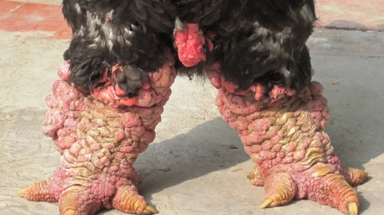 Vijetnamski zmaj mutirao je do neprepoznatljivosti