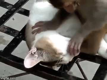 Preslatki video zaigranog majmunčića koji gnjavi pospanu macu