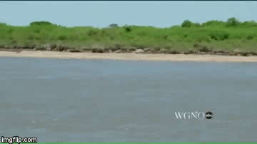 Kamere uhvatile rijetkog ružičastog dupina, pogledajte to čudo!