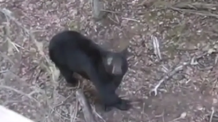 Dječak (9) proslavio rođendan na čeki s koje je ustrijelio medvjeda