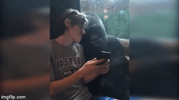 Pokazivao gorili slike drugih gorila na mobitelu, njezina reakcija raznježila je sve