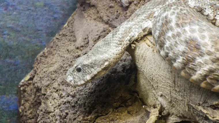 Indijac se odlučio pomokriti u polju kada ga je za penis ugrizla zmija