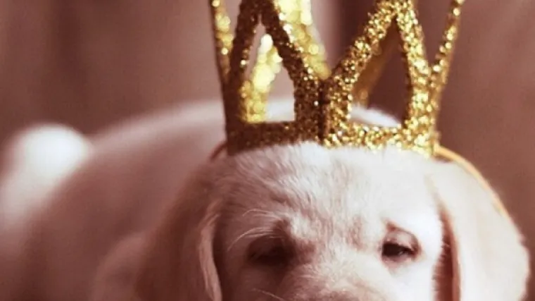 Psi su lijek za du&scaron;u, a ovi mali&scaron;ani mogli bi vam ju i ukrasti!