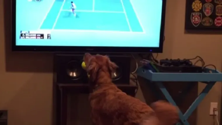 Kad je vani ovaj pas obožava loptice, a kad je u stanu...