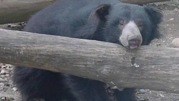 Medvjed preminuo od tuge nakon &scaron;to je izgubio partnericu s kojom je bio 20 godina