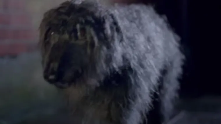 Video koji će vam sigurno izmamiti suzu i razgaliti du&scaron;u