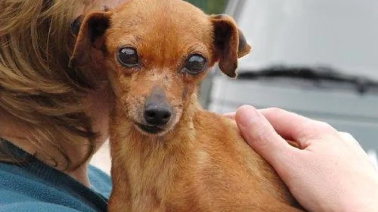 Punih 12 godina služila je samo za rasplod, bila je na rubu smrti