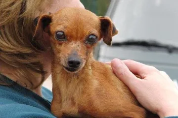 Punih 12 godina služila je samo za rasplod, bila je na rubu smrti