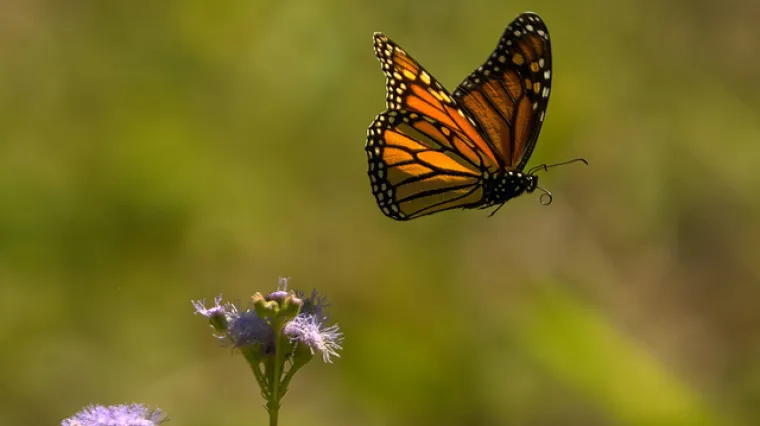 Može li jedan malen, nevin i lijep leptir uzrokovati tornado?