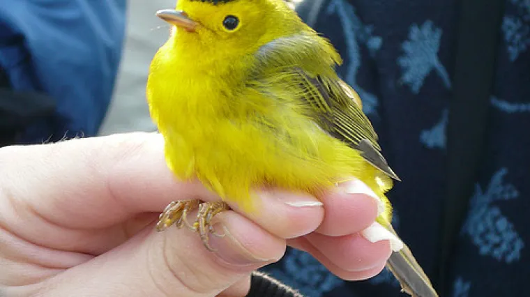 Jednostavnim hranilicama, pozovite ih u blizinu svojeg doma