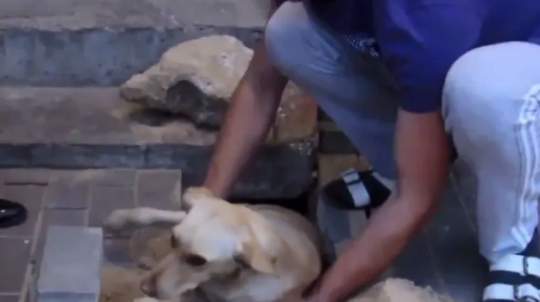 Ovaj video para srce: spasili zakopanog psa nakon &scaron;to su ga čuli kako cvili ispod zemlje!