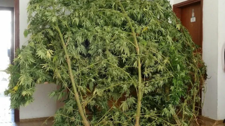 Cijela '&scaron;uma trave': policija u Vrlici zaplijenila 11 zasađenih stabljika marihuane