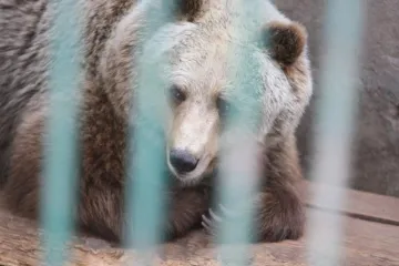 Uginuo je poznati splitski medvjed Viktor