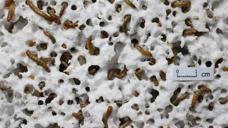 Evo tko bi mogao očistiti planetu od plastičnog otpada