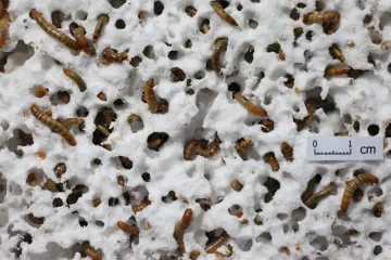 Evo tko bi mogao očistiti planetu od plastičnog otpada