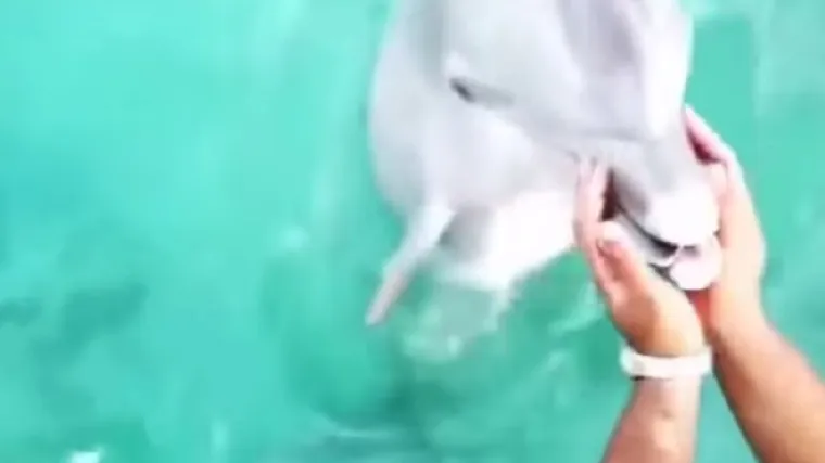 Pao joj je mobitel u more, a dupin je učinio ne&scaron;to čarobno