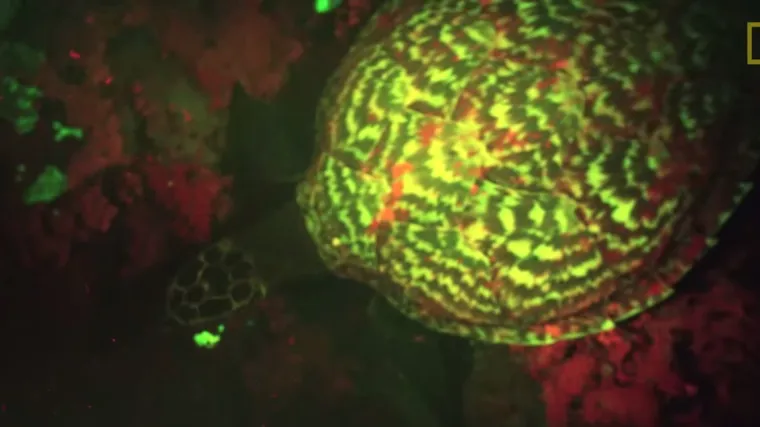 Otkrivena kornjača koja svijetli