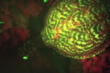 Otkrivena kornjača koja svijetli