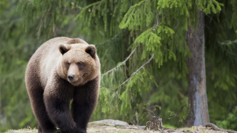O sakupljanju medvjeđeg izmeta u Norveškoj