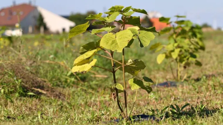 Sadnja paulovnije donosi brzu i veliku zaradu