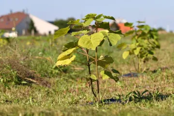 Sadnja paulovnije donosi brzu i veliku zaradu