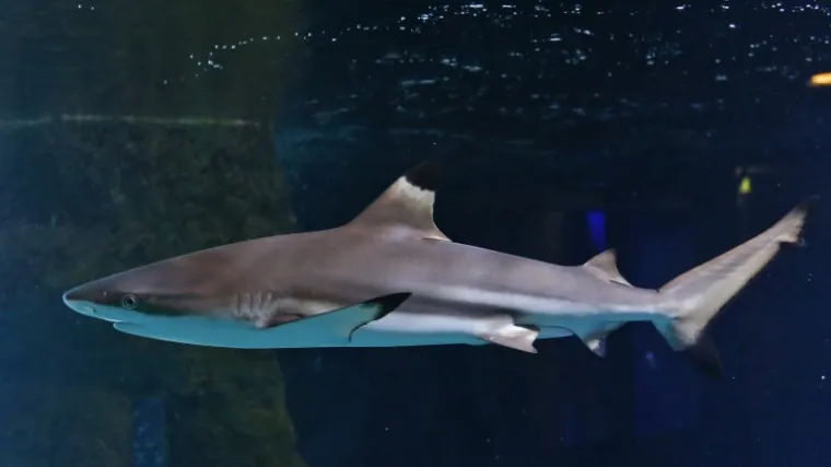 14-godi&scaron;njak obranio se od zvijeri koja ga je lak&scaron;e ozlijedila?!