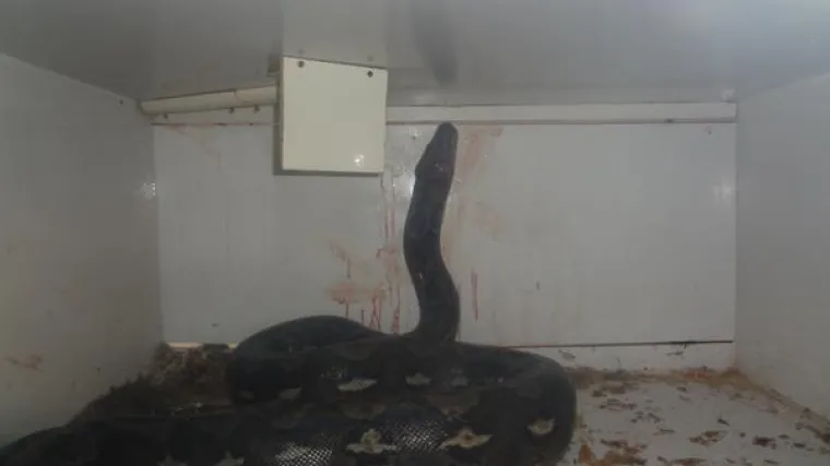 Policija u zadnji čas izvukla čovjeka iz stiska pitona