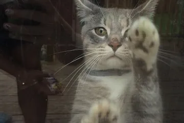 Ove stvari razumiju samo vlasnici mačaka