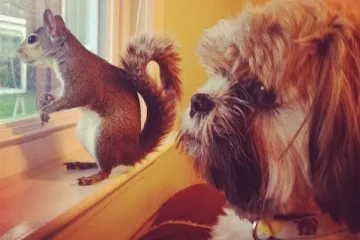 Vjeverica pala s drveta za vrijeme uragana pa postala savr&scaron;en kućni ljubimac