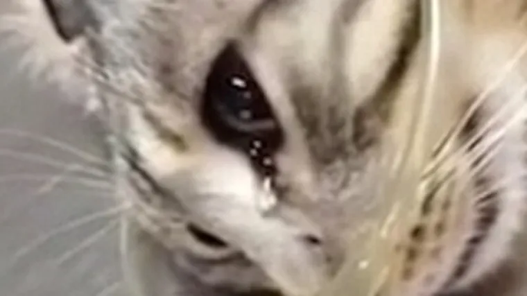 Sirota ulična mačka rasplakala se na stolu veterinara