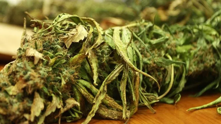 Policija zaplijenila oko 66 kilograma marihuane