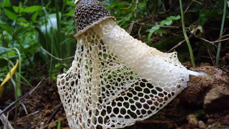 Od ove gljive možete u trenutku dobiti nevjerojatni orgazam