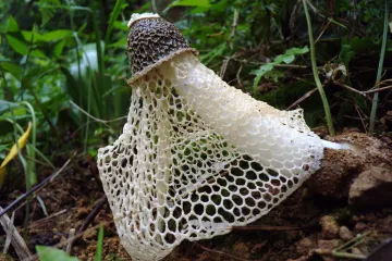 Od ove gljive možete u trenutku dobiti nevjerojatni orgazam