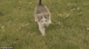 Netko je snimio kratki film po jedinom scenariju u kojem bi mačke mogle ispasti korisne