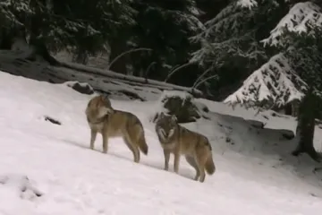 Populacija vukova se usedmostručila, brojčano prosperiraju jeleni, divlje svinje...