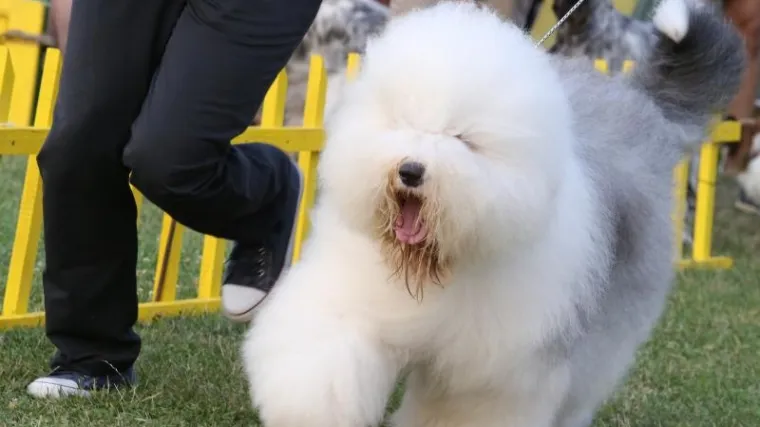 Treba li uvesti "dozvolu" za pse?