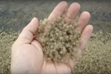 Biste li gurnuli ruku u ovu gomilu rakova?