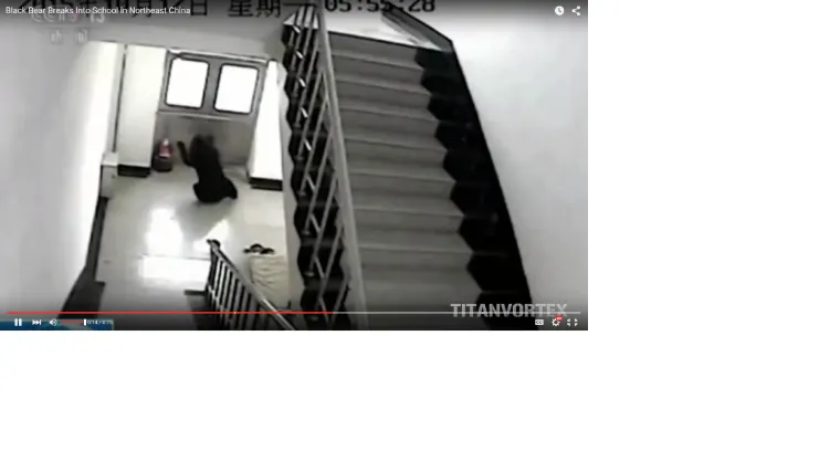 Medvjed upao u zgradu i rastjerao učenike, policijaci ga usmrtili