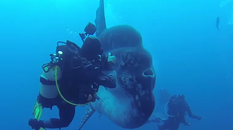 Pogledajte spektakularan susret ronilaca sa stvarno velikim velikim bucnjem